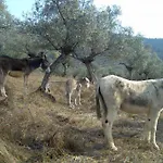 Будинок відпочинку Cortijo 