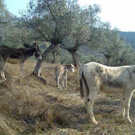 Σπίτι διακοπών Cortijo 