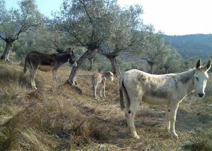 Hébergement de vacances Cortijo 