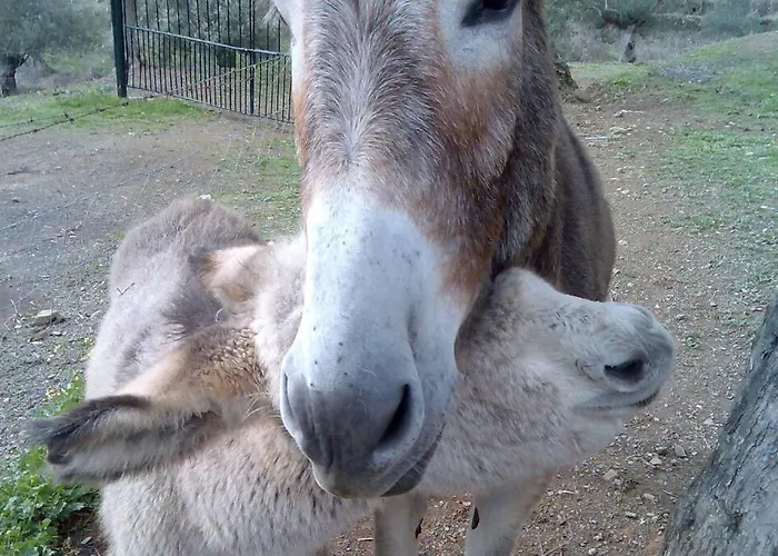 Cortijo Era Grande 1 *